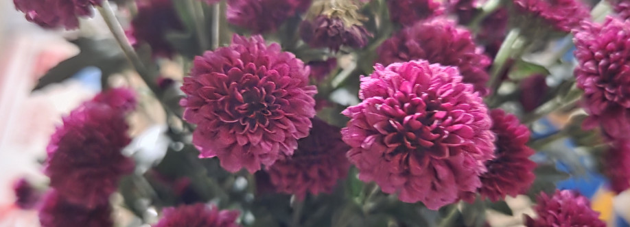 Xlxl Cover Image