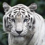 Perola Negra Borboleta Profile Picture